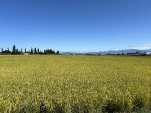 米不足の危機再来?!お米は日本の文化です